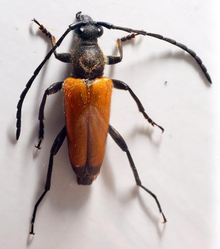 Réf. 305 685 : Stictoleptura fulva